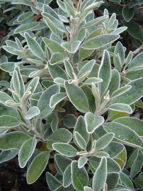Brachyglottis greyi